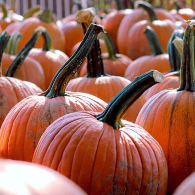 Pumpkins